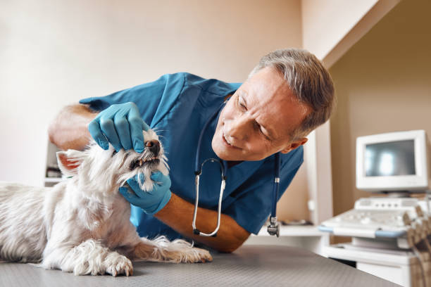 Best Emergency Denture Repair in Perry, GA